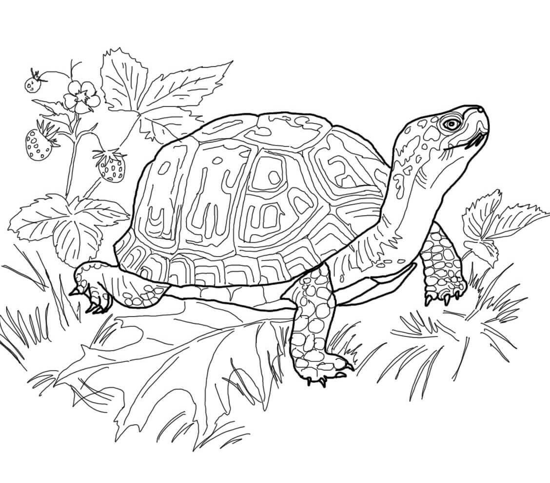   Черепаха с красивым панцирем, цветущая земляника, поляна с листьями