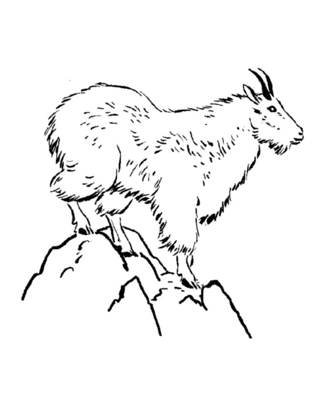 Рисунки кота козла и барана (41 фото)