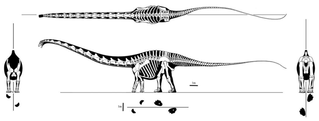   Скелет динозавра, вид сбоку и вид сверху