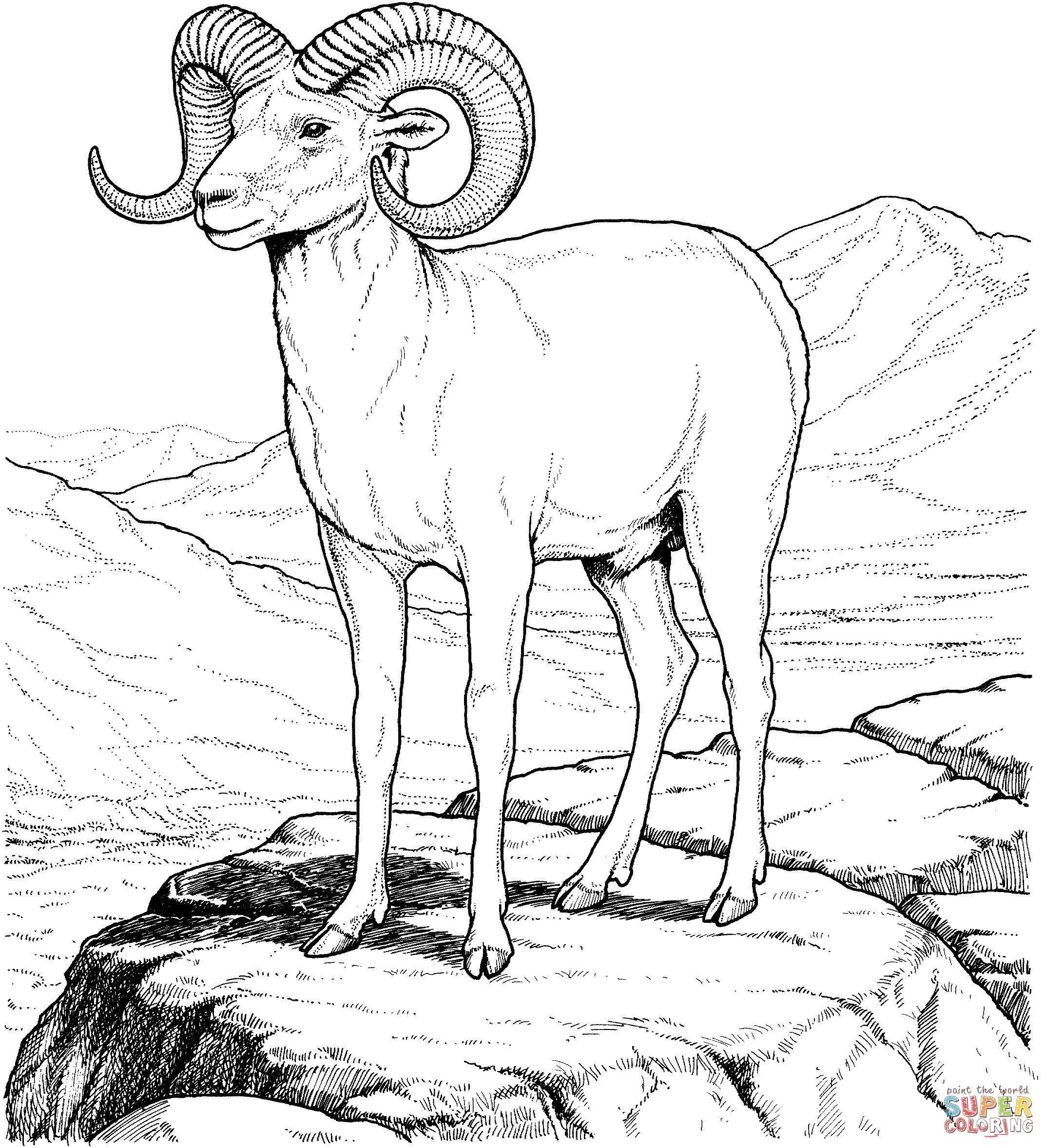   Горный козел, архар, козел с закрученными рогами, горы