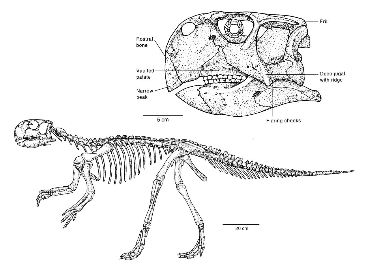   Скелет динозавра