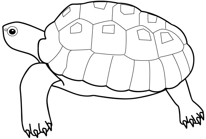   Черепаха