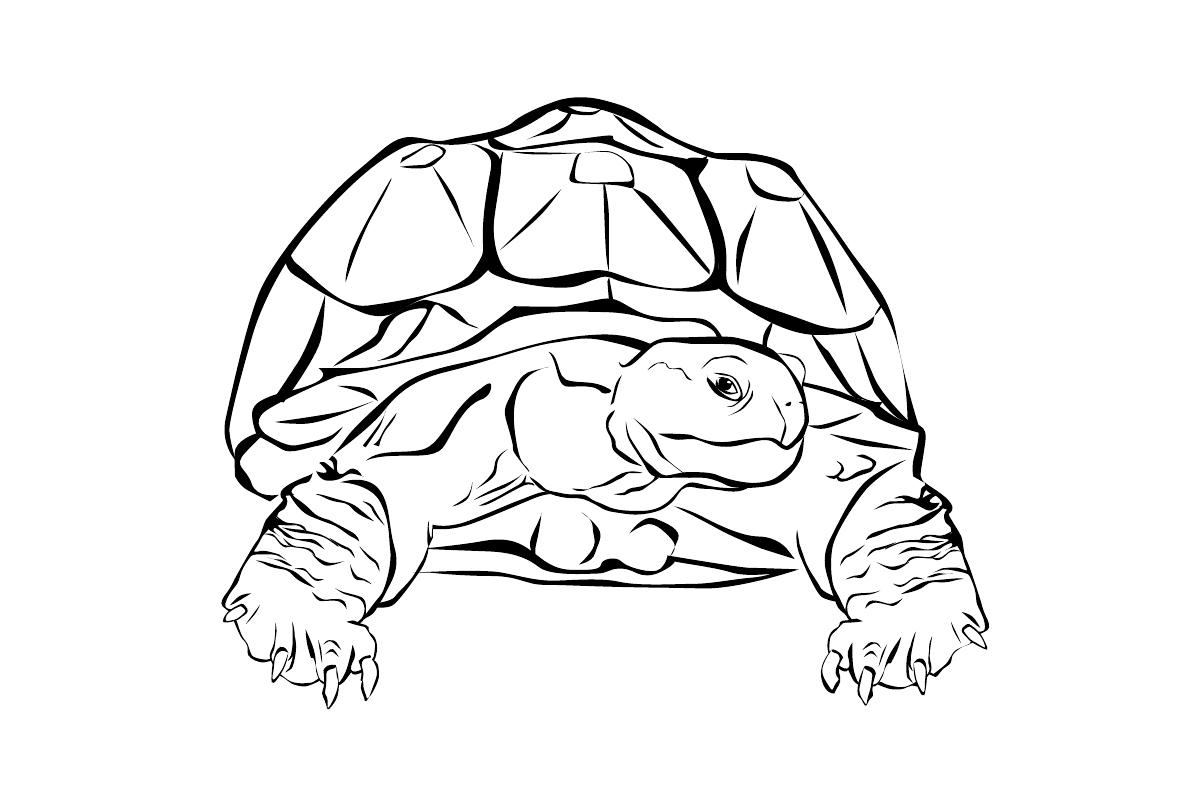   Черепаха с рельефным панцирем