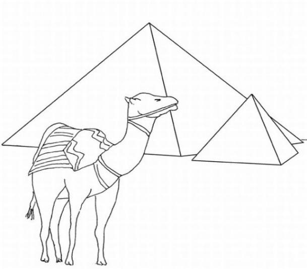   Верблюд возле пирамид