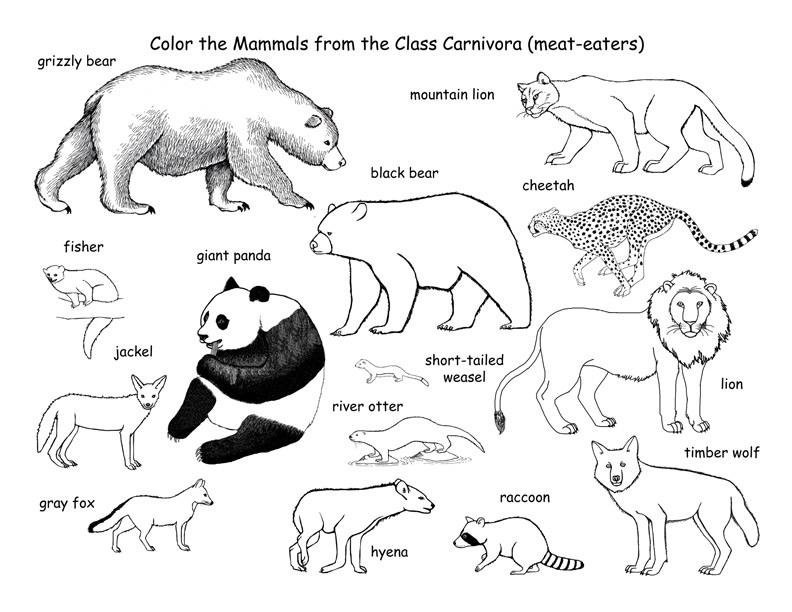 Раскраски гепарды  Обучающие раскраски, медведь, львица, гепард