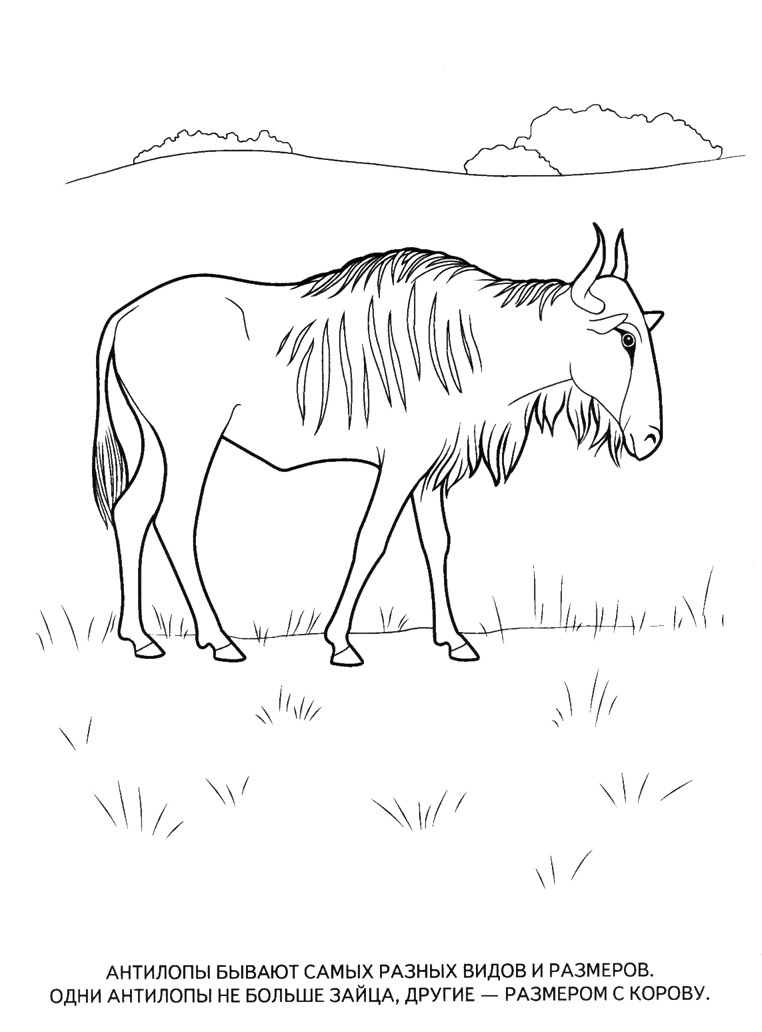 Раскраска с антилопой  Учим животных раскраски, антилопы