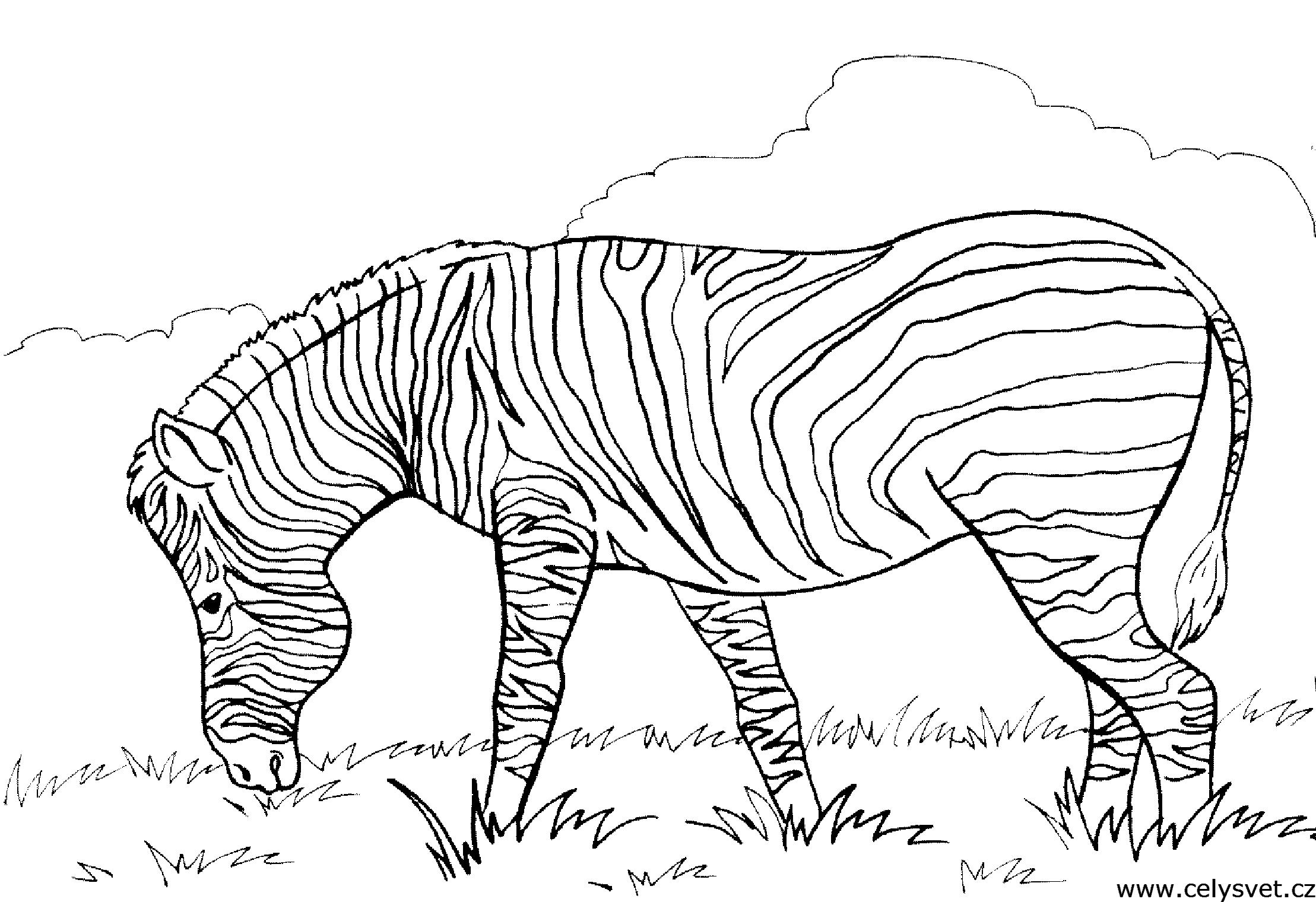 Раскраски зебры  Раскраски зебра пасется