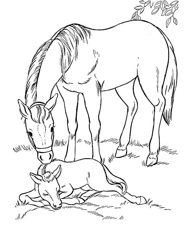   Лошадь смотрит за жеребенком