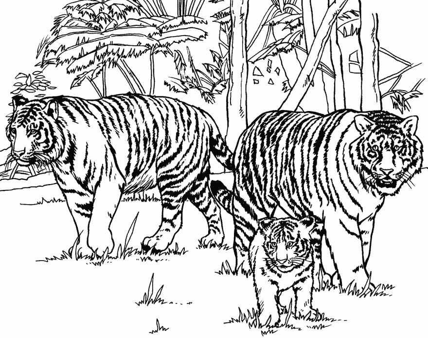   Тигры на охоте