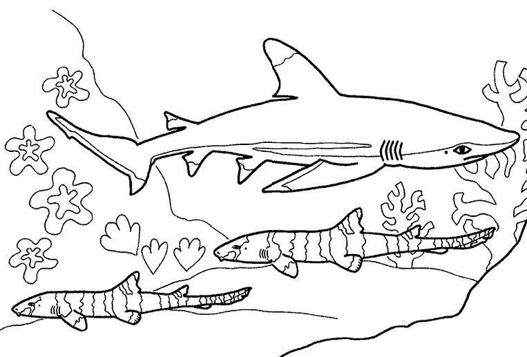   Акула и другие подводные обитатели