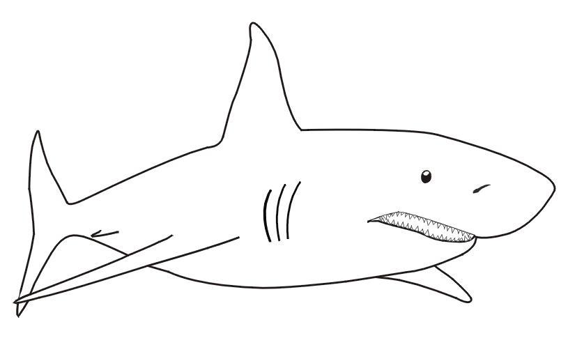   Акула показывает свои зубы