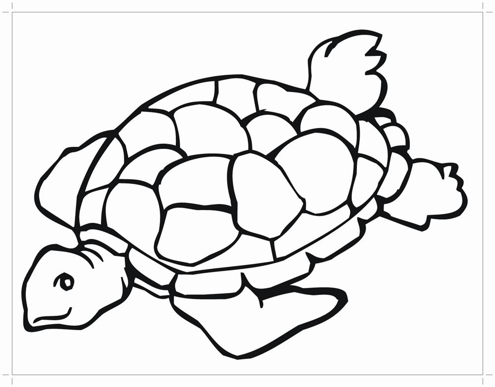   Большая морская черепаха