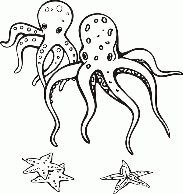   Два осьминога и морские звезды