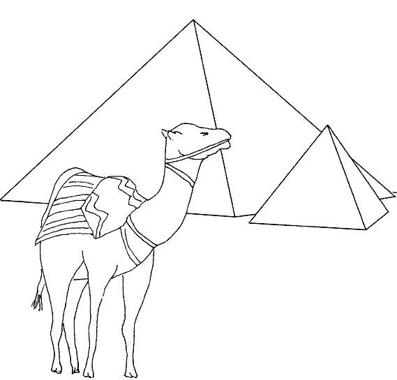   Верблюд возле пирамид