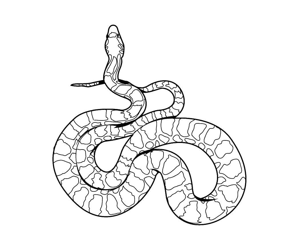 Раскраски змея  Длинная змея