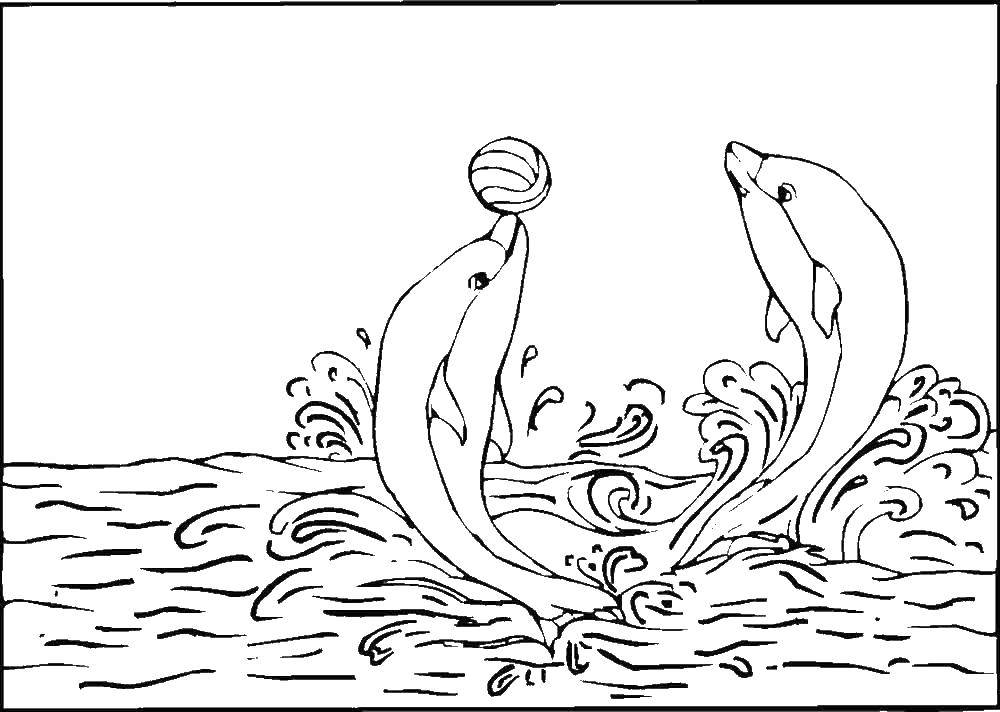   Два дельфина играют с воллейбольным мячиком