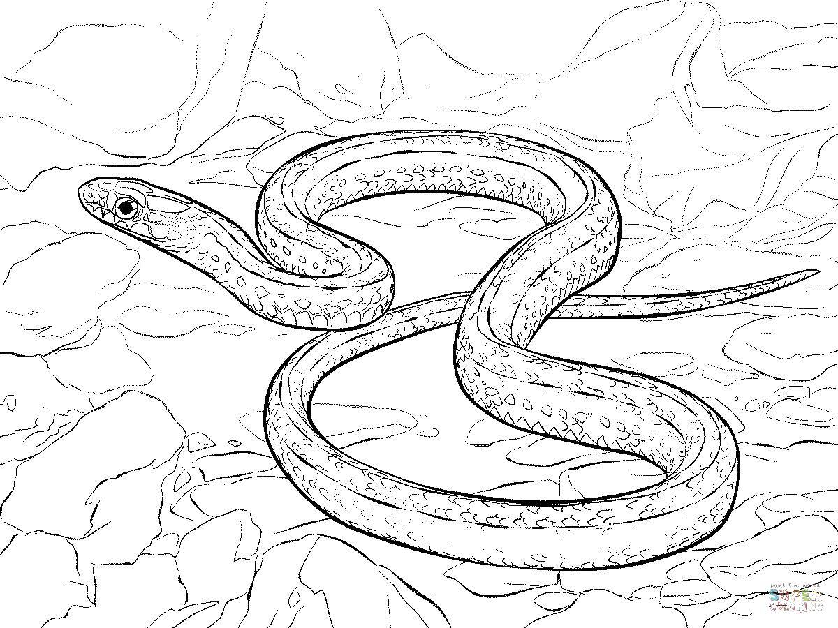 Раскраски змея  Тонкая змейка