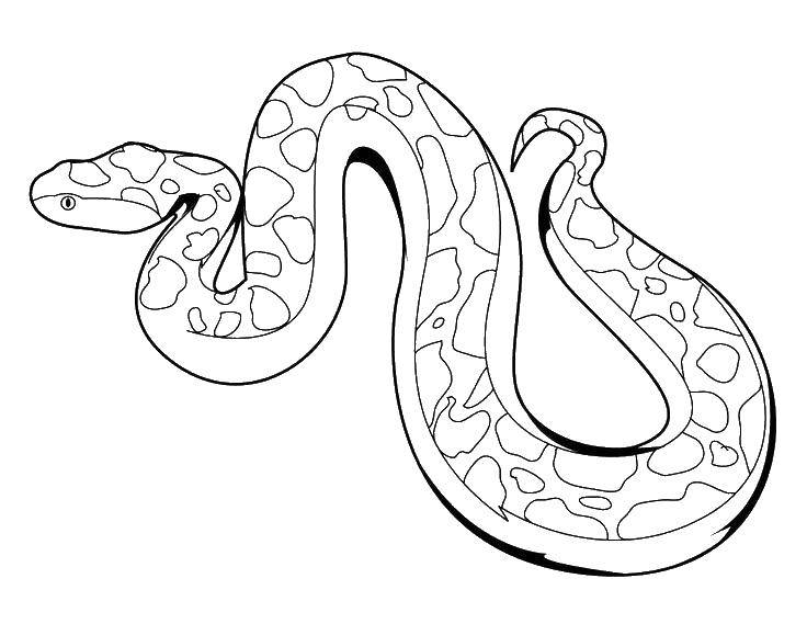 Раскраски змея  Ядовитая змея.