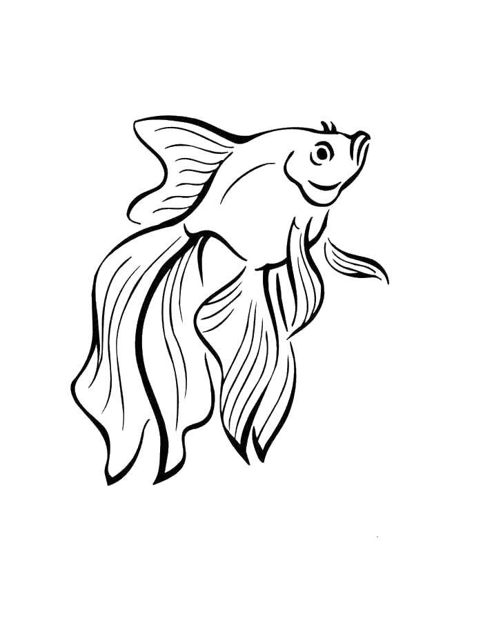   Золотая рыбка под водой