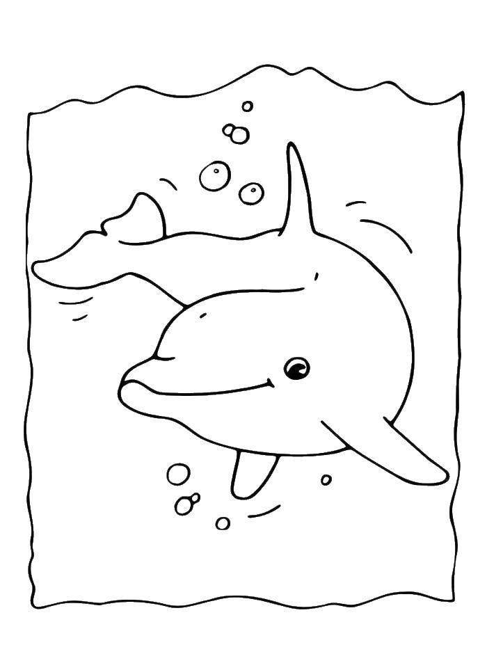   Дельфинчик в воде