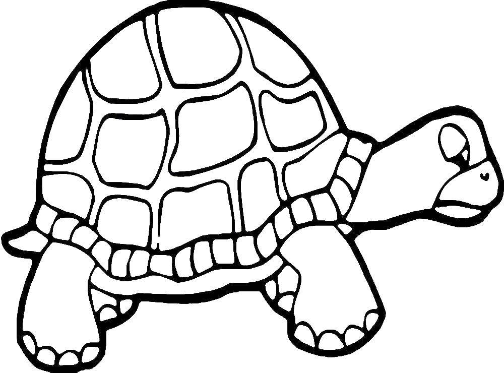 Раскраски черепаха  Грустная черепаха