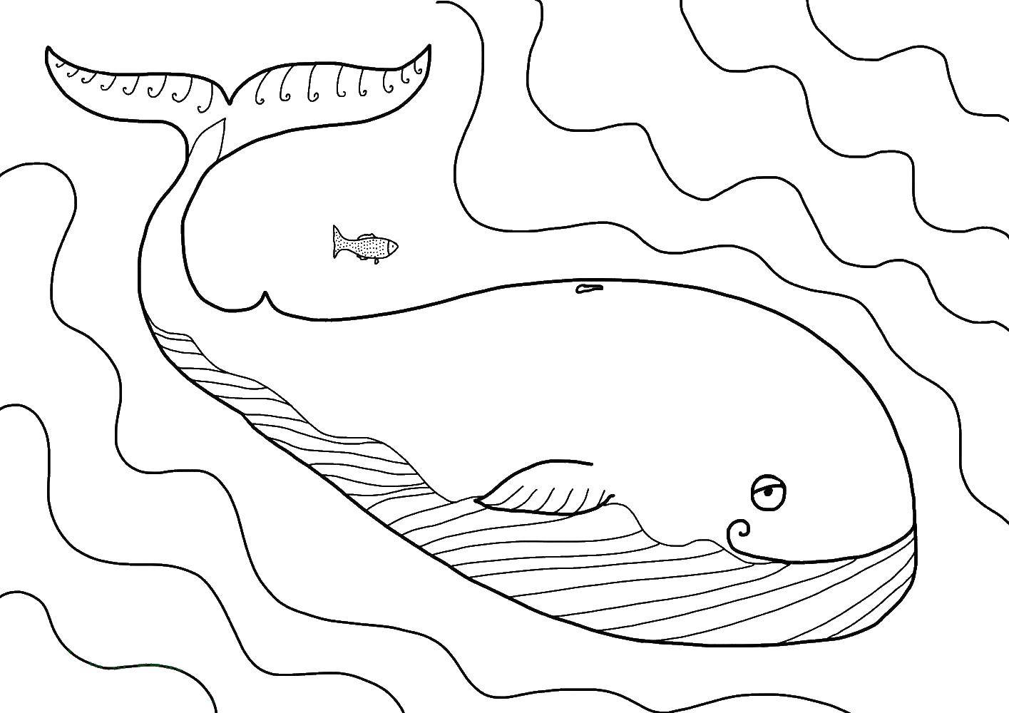 кит  Кит плавает вместе с рыбкой