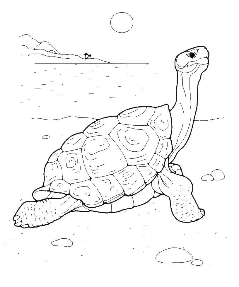   Черепаха на пляже