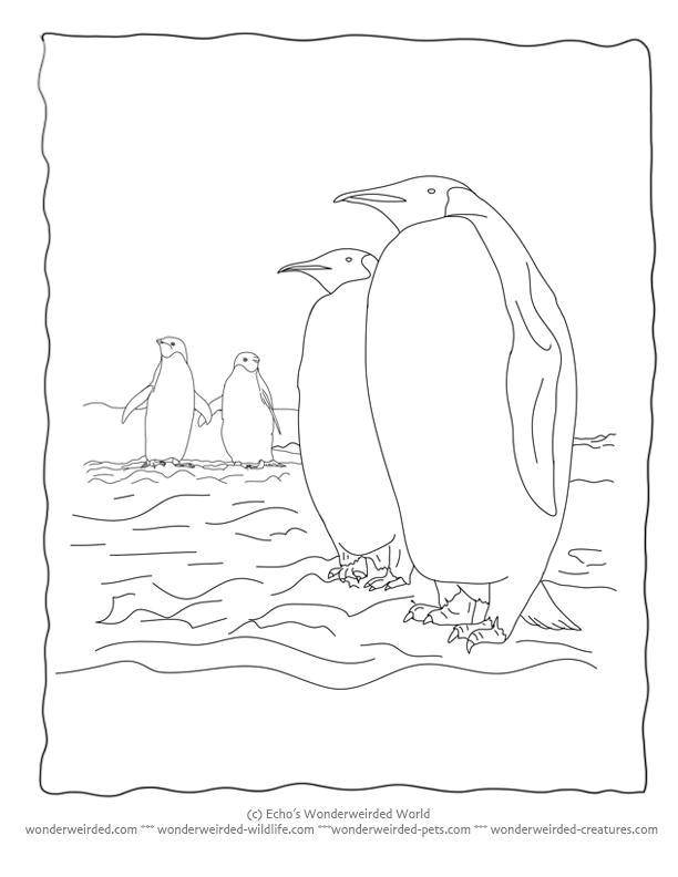 Раскраска с пингвинами  Пингвины и снег