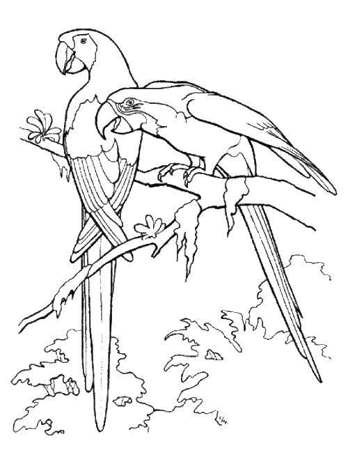 Раскраска попугай  Попугаи на ветке