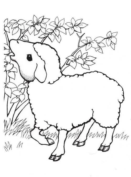   Рисунок овцы