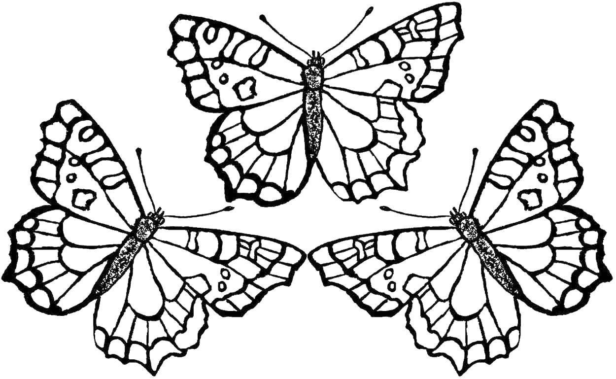   Три замечательные бабочки
