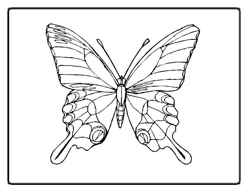   Красивые крылья бабочки