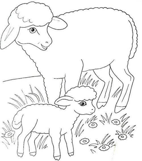 Раскраски овечки, бараны, ягнята  Рисунок овечки с дете