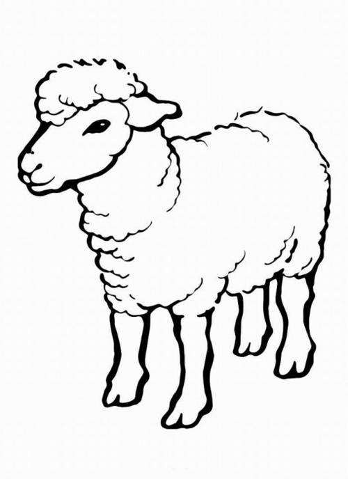 Раскраски овечки, бараны, ягнята  Рисунок овечки