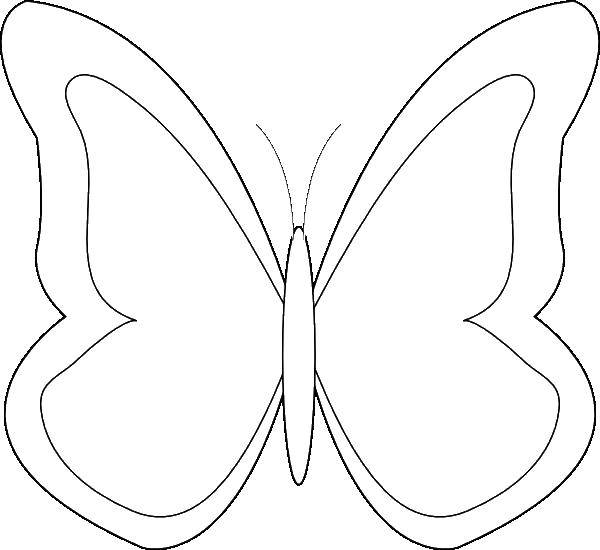   Бабочка без узоров