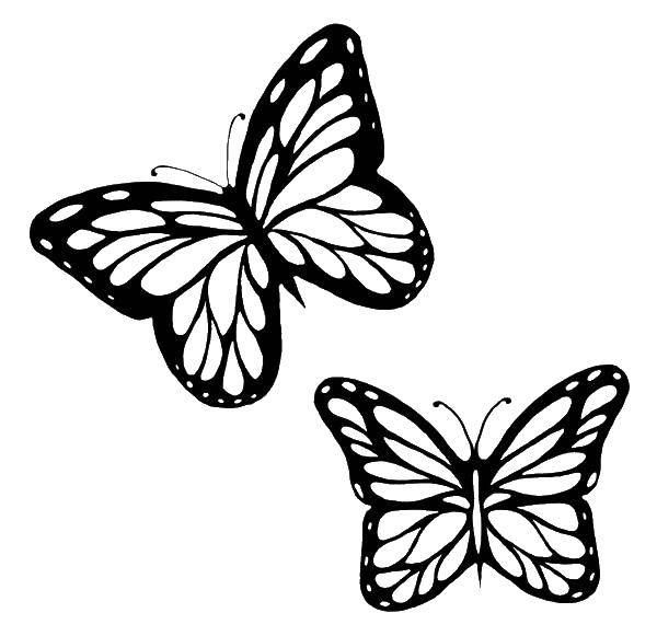   Две красивые бабочки
