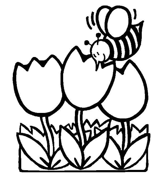   Пчелка и тюльпаны