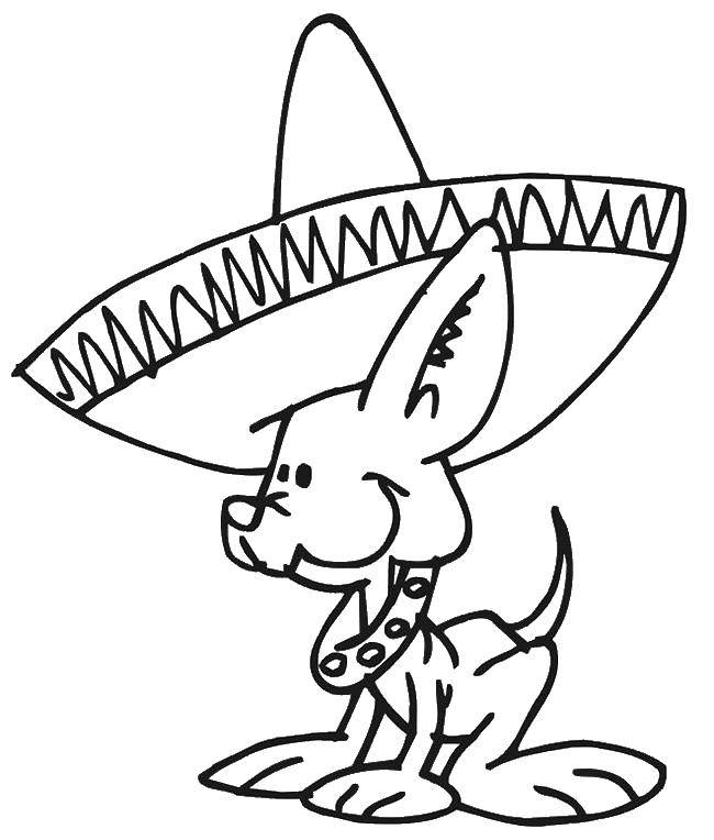   Песик в мексиканской шляпе