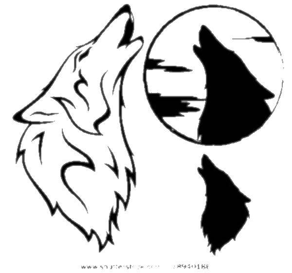 Раскраска волк  Воющий волк
