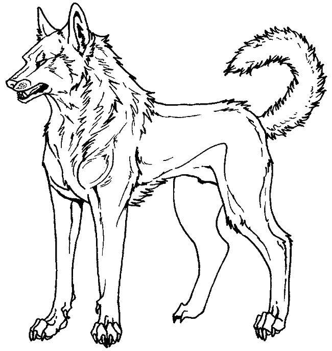 Раскраска волк  Яростный волк