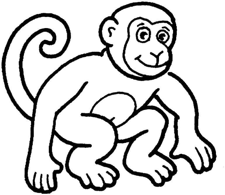   Длинный хвост обезьянки