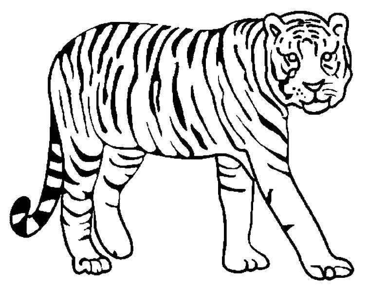   Осторожный тигр