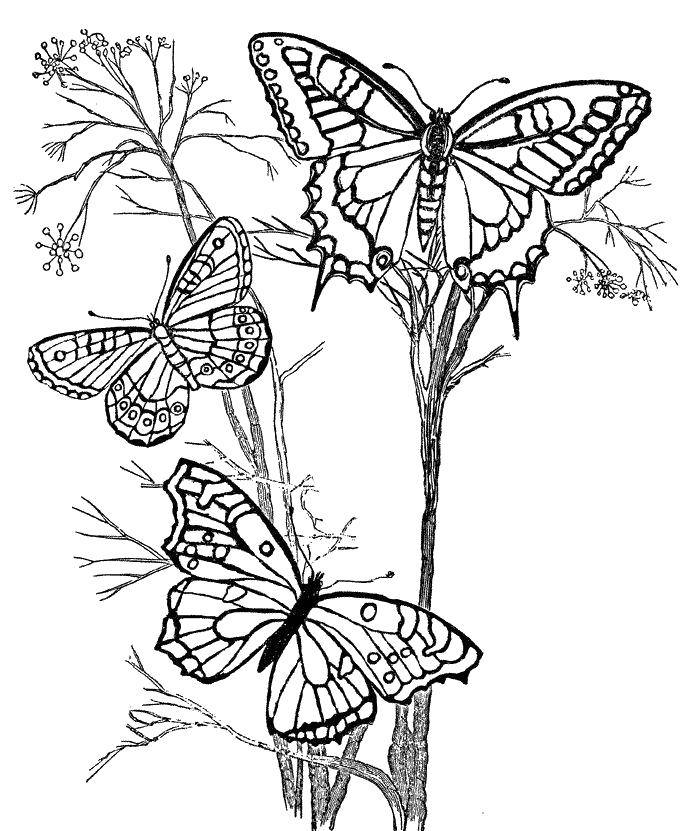   Бабочки на ветках