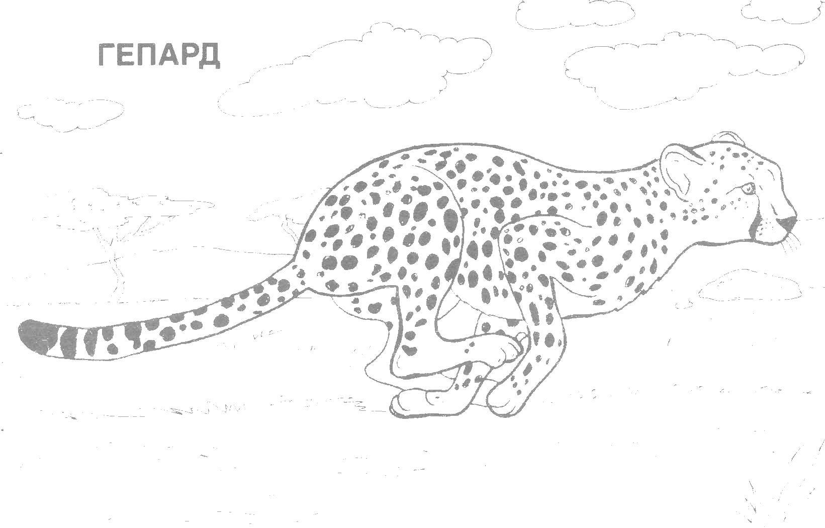 Раскраски гепарды  Гепард