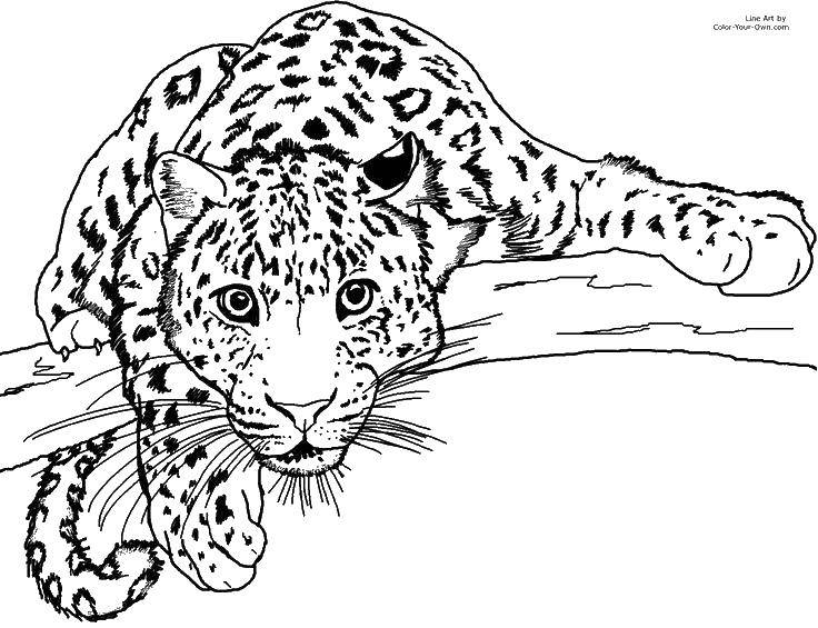 Раскраски леопард  Леопард на ветке