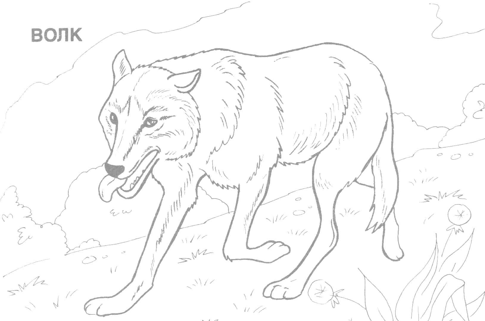 Раскраска волк  Серый волк