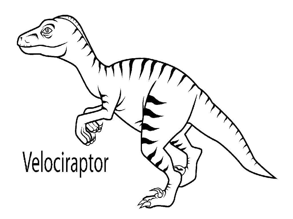 Раскраски с динозавром раптор  Велоцираптор ящеротазовый динозавр