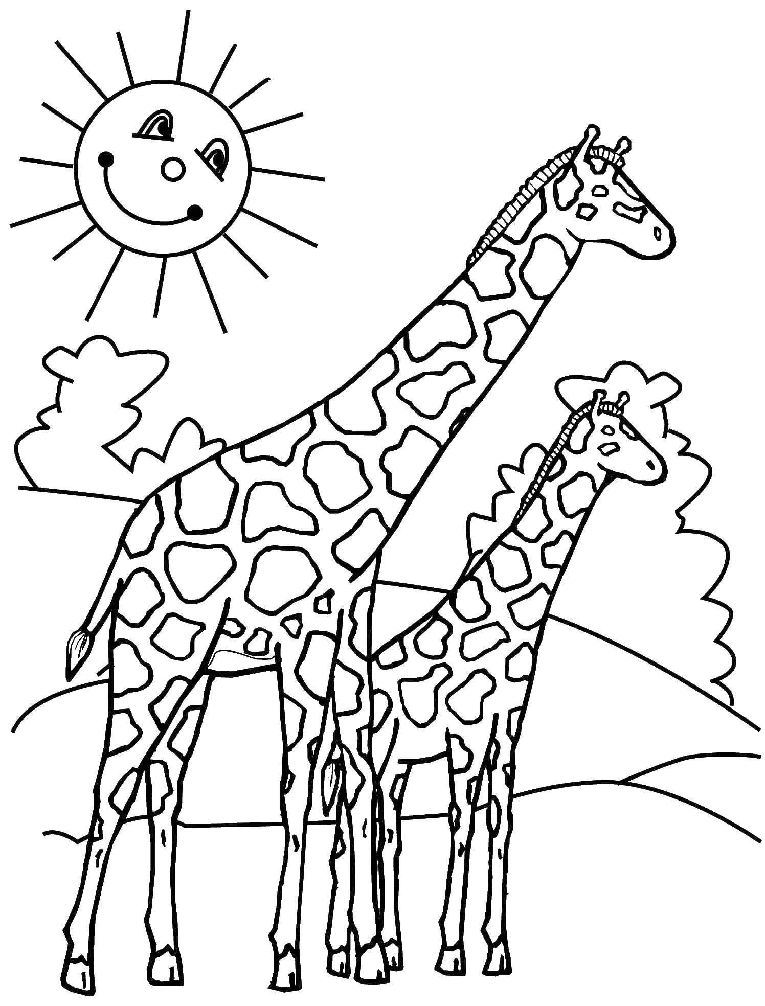 Раскраски жираф  Два жирафа