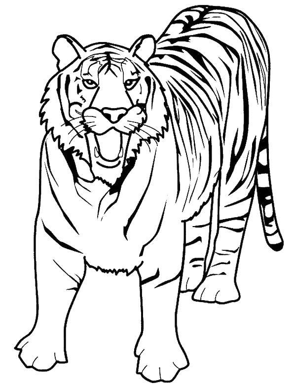   Грозный тигр