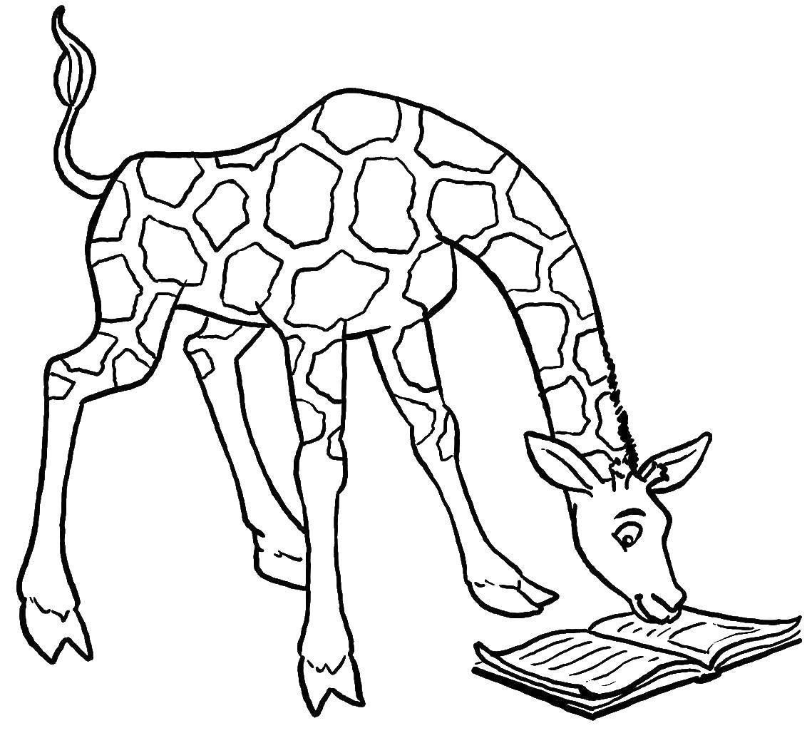 Раскраски жираф  Жираф читает